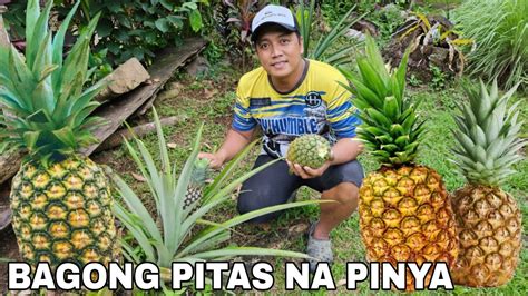 pinaydede|Bagong Pitas na Talong ang Ipinasok sa Tahong .